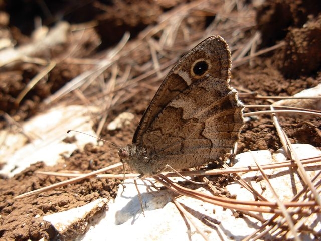 Hipparchia statilinus ? Si